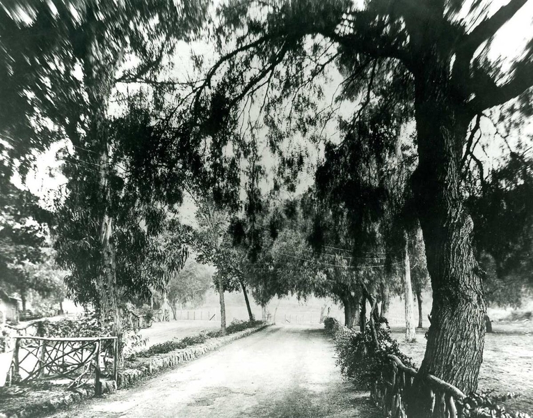 Pepper Tree Lane