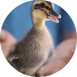 Duckling