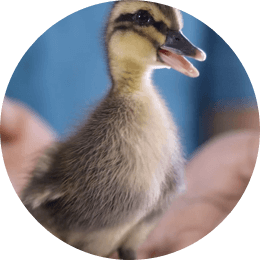 Duckling