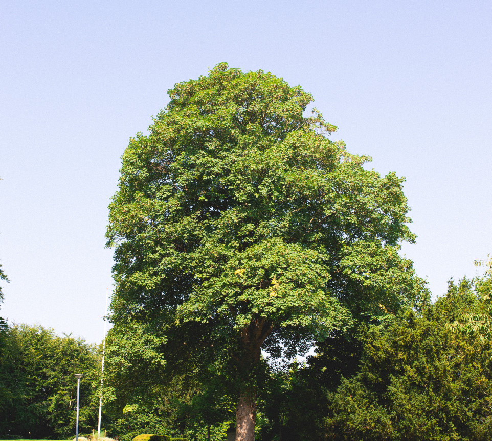 Large tree at Stejlbjerganlægget