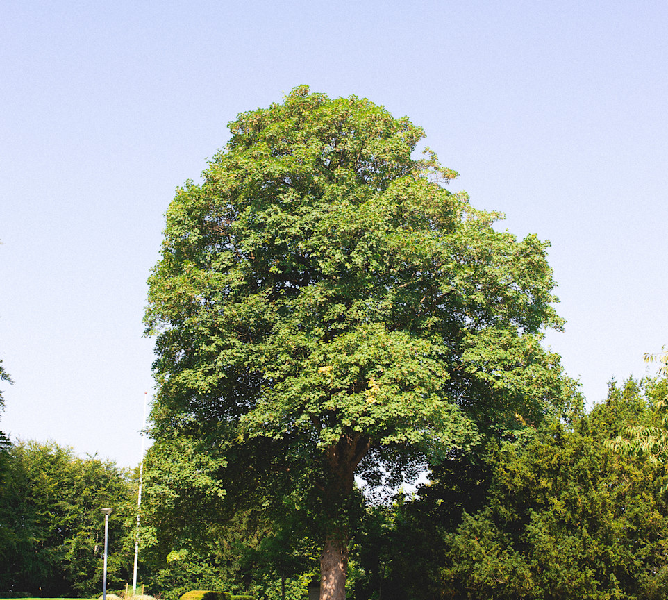 Large tree at Stejlbjerganlægget