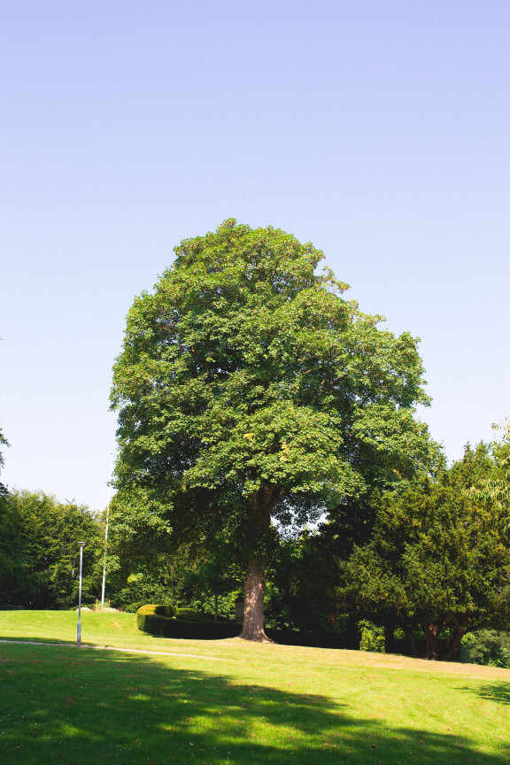Large tree at Stejlbjerganlægget