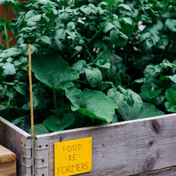 Plantekasse med grønt, hvor der står Food Reformers på