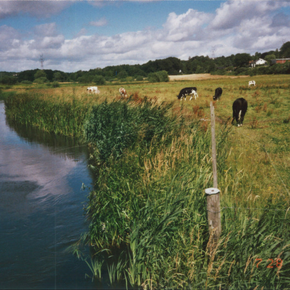 A stream running by a field and some cows