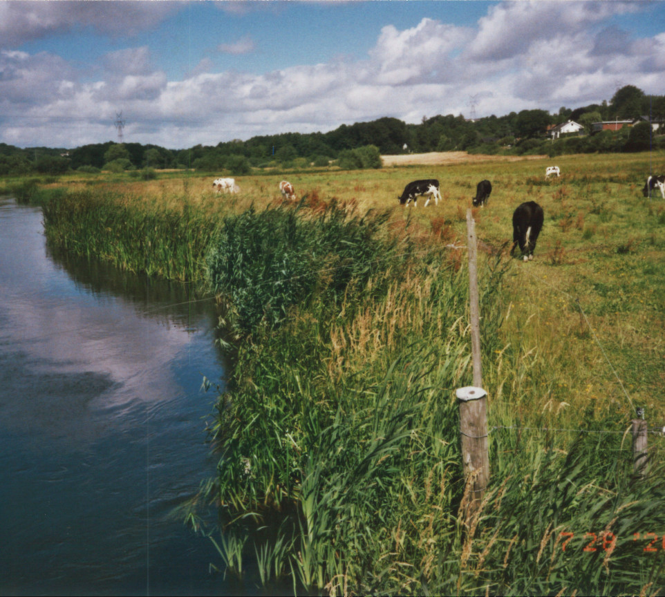 A stream running by a field and some cows