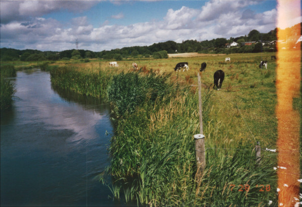 A stream running by a field and some cows