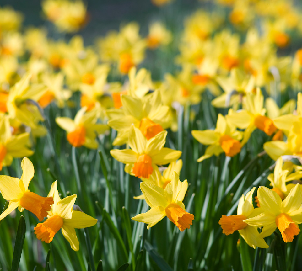 Daffodils