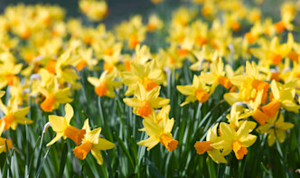 Daffodils