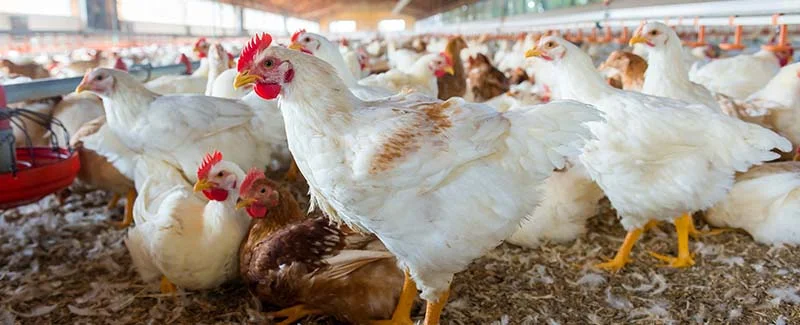 How to Get Pure Planet Poultry Spray Without Vet Prescription