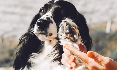 How to Treat Dry Skin on Dogs