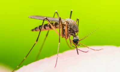 Can Malaria Be Treated with Antibiotics | CanPharm