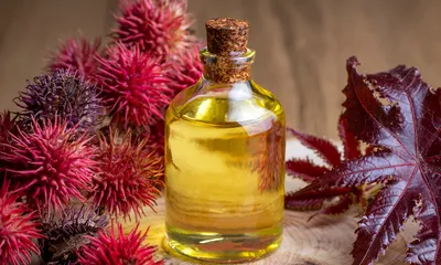 Is Castor Oil Good for Psoriasis 