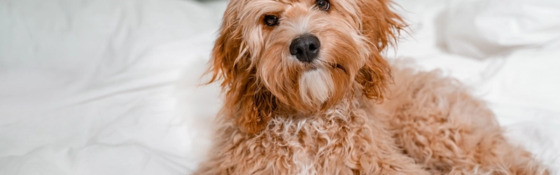 Do Dogs Go Through Menopause? 