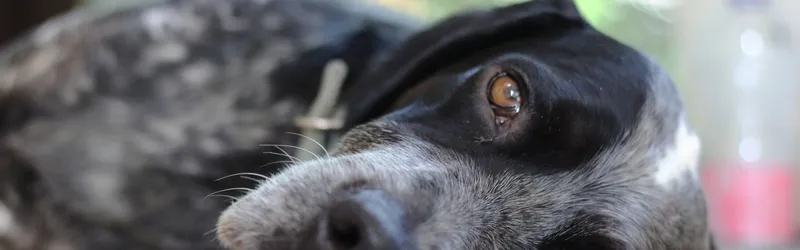 Prozac Side Effects for Dogs Prozac Side Effects for Dogs