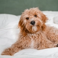 Do Dogs Go Through Menopause? 