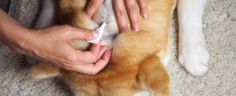 How to Get Frontline Shield for Dogs Without Vet Prescription