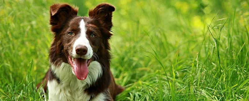 What is the Best Joint Supplement for Dogs