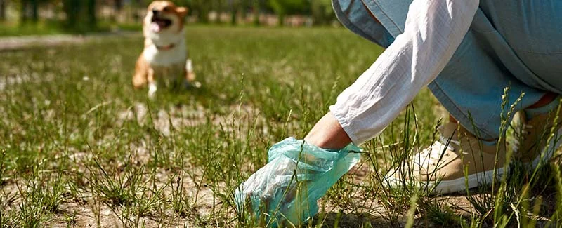 How to Get Mpets Dog Waste Bags Without Vet Prescription