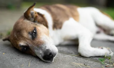 What is Immune-Mediated Thrombocytopenia in Dogs