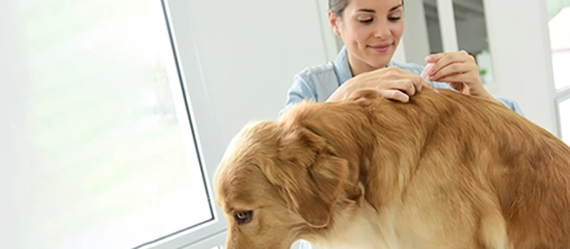 What Is the Safest Tick and Flea Treatment for Dogs