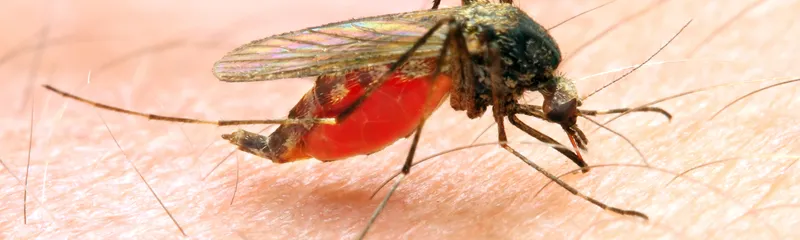 Is Malaria a Bloodborne Pathogen