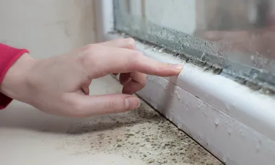 Can Mold in a House Cause Cancer