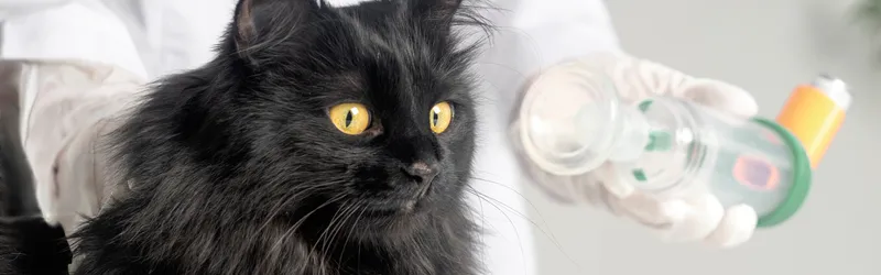 How to Treat Cat Asthma Attack | Canada Drugs Direct