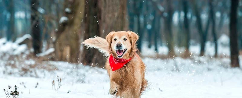 Do Dogs Need Flea and Tick Medicine in the Winter?