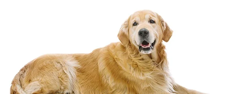 Buy Dog Joint Supplements Online Without Vet Prescription