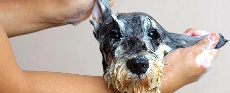Can You Use Human Shampoo on Dogs