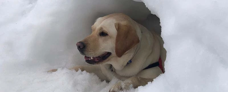 How to Keep Outside Dogs Warm in Winter