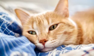 Why is My Cat Wheezing