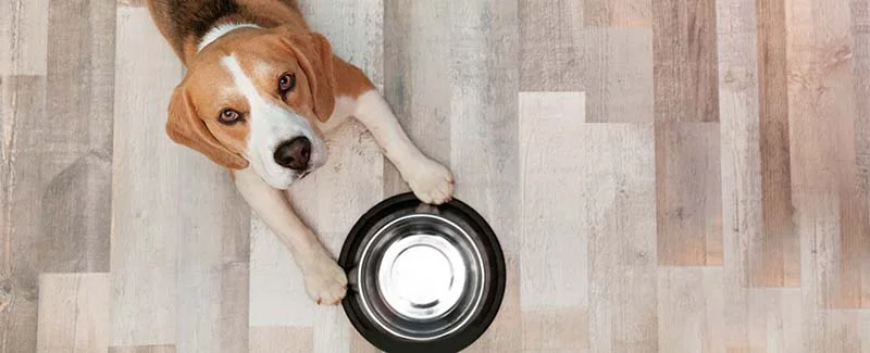 What is the Best Pet Food for Dogs?