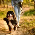 How Do Dogs Get Hepatitis How Do Dogs Get Hepatitis