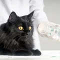 How to Treat Cat Asthma Attack | Canada Drugs Direct