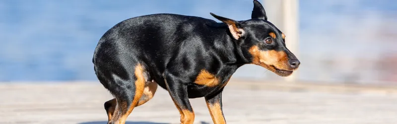 Prozac for Dogs Prozac for Dogs