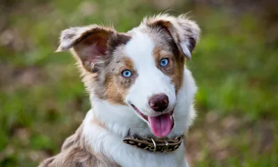 Do Blue-Eyed Dogs Have Vision Problems
