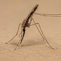 Can Animals Get Malaria Can Animals Get Malaria