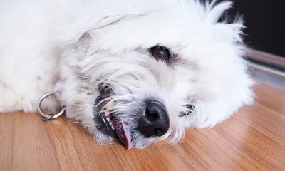 Can Dehydration in Dogs Cause Seizures