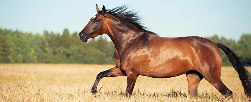 How to Get Muscle Builder for Horses Without Vet Prescription