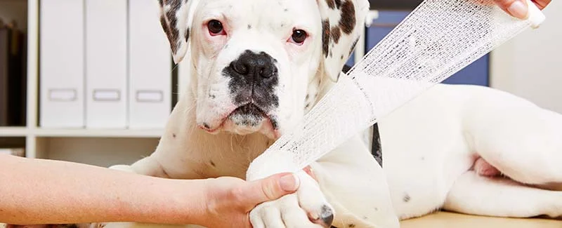 How to Treat a Pet Wound