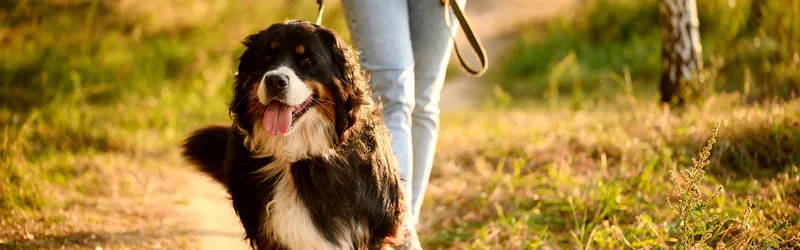How Do Dogs Get Hepatitis