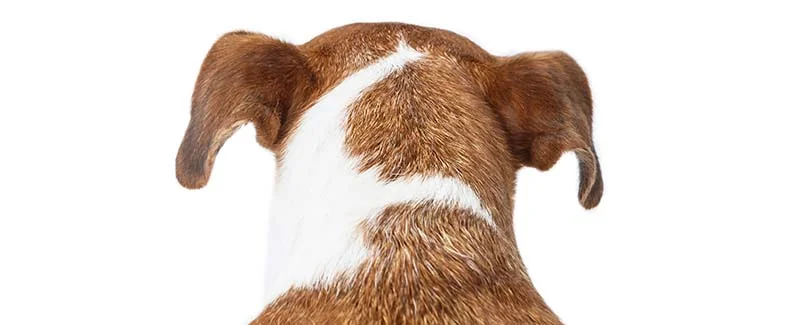 How to Get Activyl for Dogs Without Vet Prescription