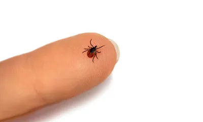 Can Fleas and Ticks Survive Cold Weather