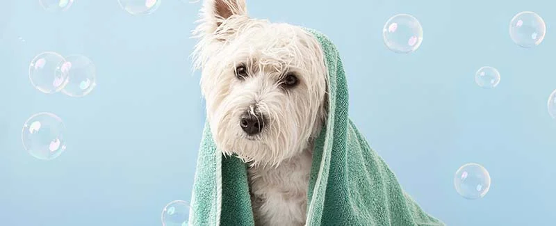 How to Get Kin and Kind Dog Shampoo Without Vet Prescription