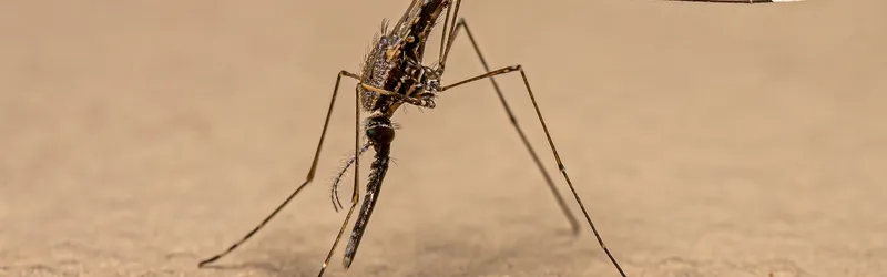 Can Animals Get Malaria