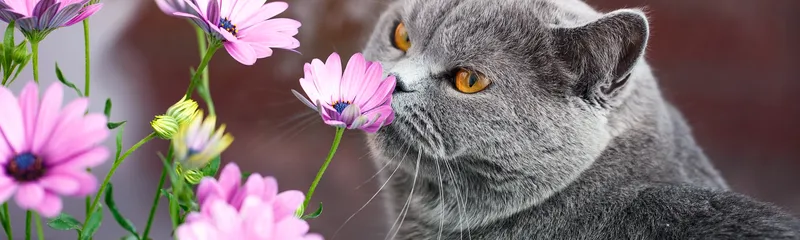 Can Cats Have Seasonal Allergies