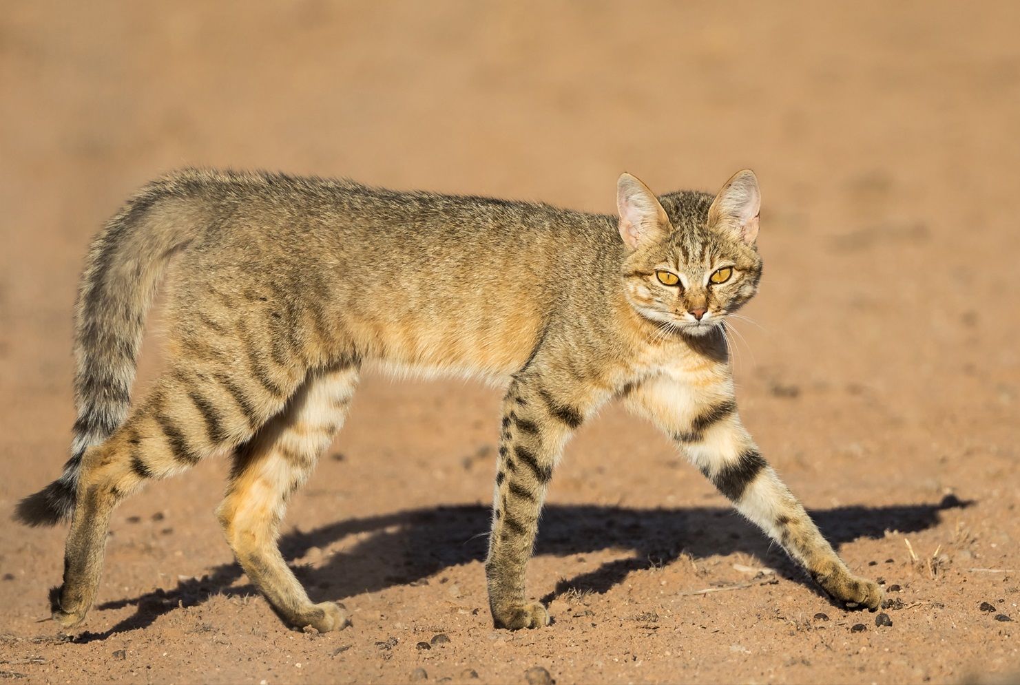Felis silvestris lybica