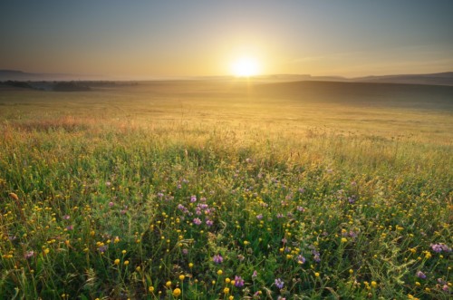 Sonnenaufgang über bunter Blumenwiese