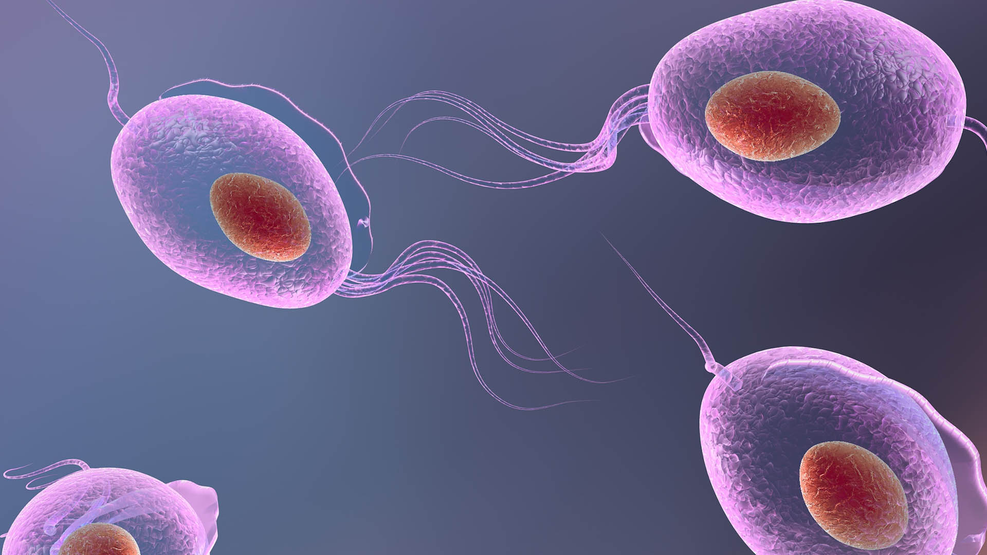 Trichomonas
